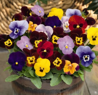 Viola Admire Imported heirloom non-gmo organic garden seeds