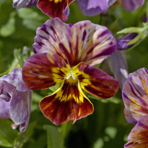 Viola Seeds - Brush Strokes