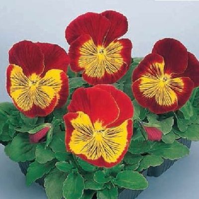 Viola Wittrockiana F1 Cats Imported heirloom non-gmo garden seeds