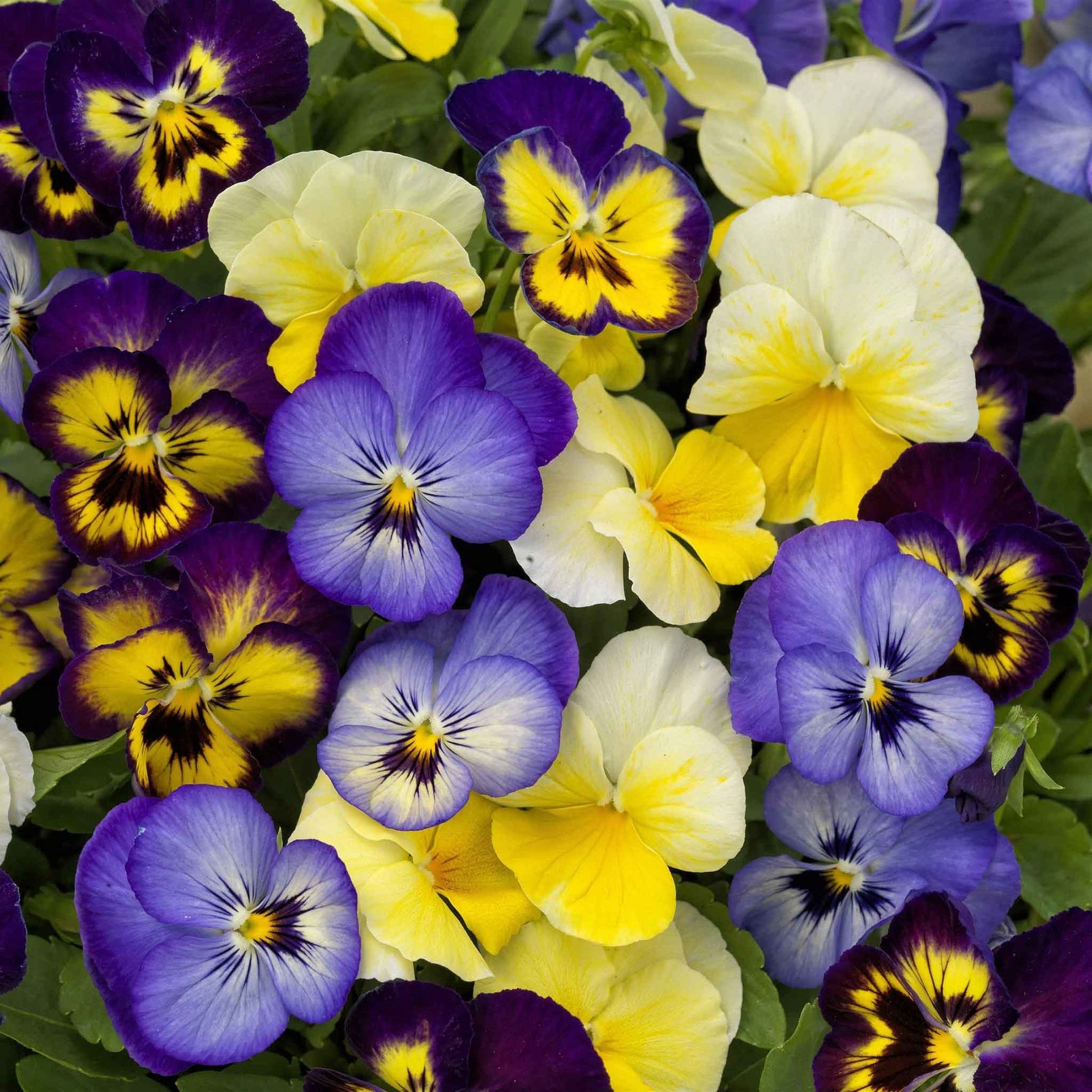 flowers high quality flower seeds for growing vibrant and colorful blooms in home gardens and landscapes organic flowers premium organic flower seeds for sustainable gardening and beautiful blossoms suitable for all climates