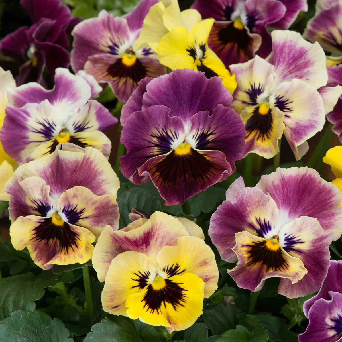 flowers high quality flower seeds for growing vibrant and colorful blooms in home gardens and landscapes organic flowers premium organic flower seeds for sustainable gardening and beautiful blossoms suitable for all climates