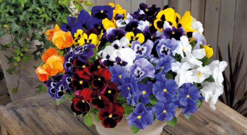 Viola Inspire F1 Imported heirloom non-gmo garden seeds