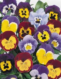 Viola Joker F2 Imported heirloom non-gmo garden seeds