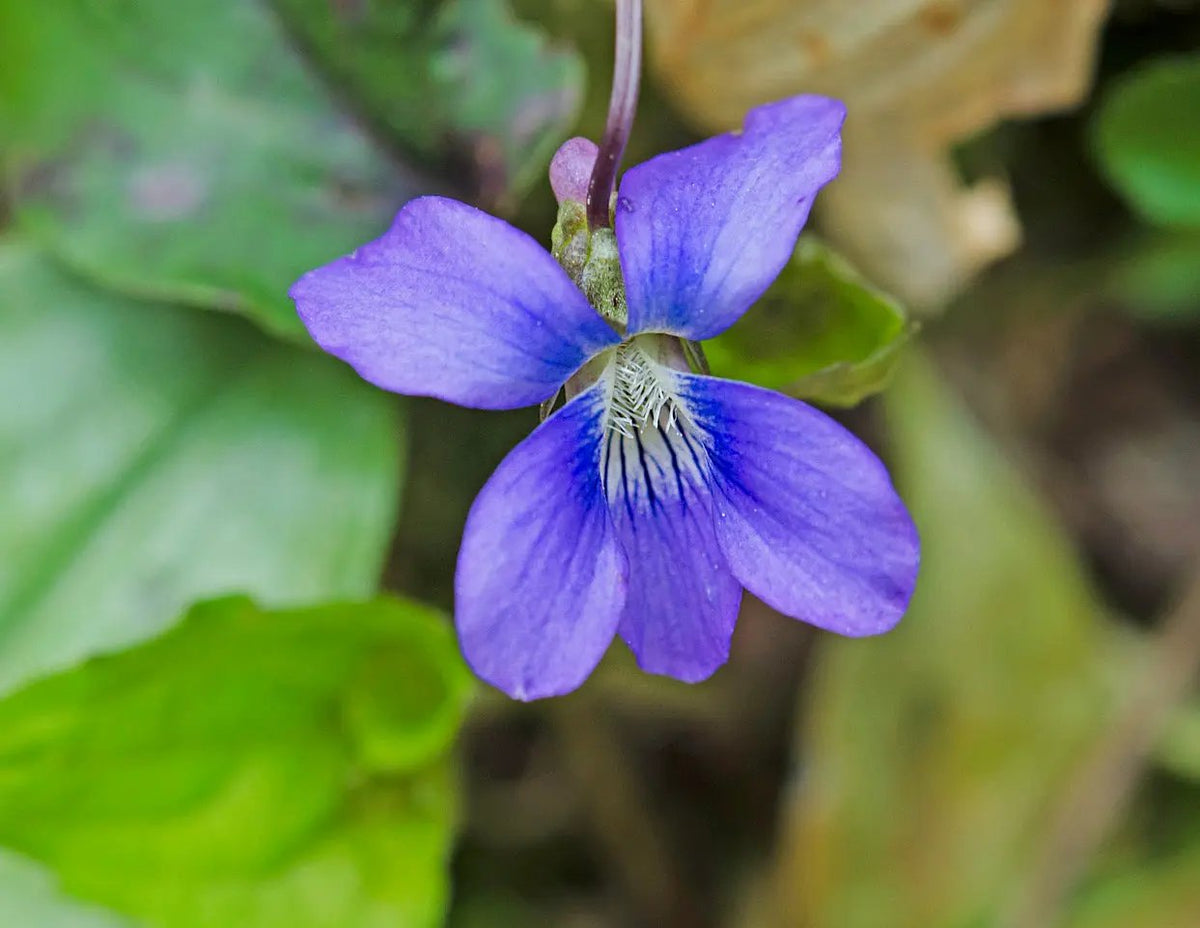 Blue Violet Flower Seeds for Planting, NON GMO Seeds for planting in home garden
