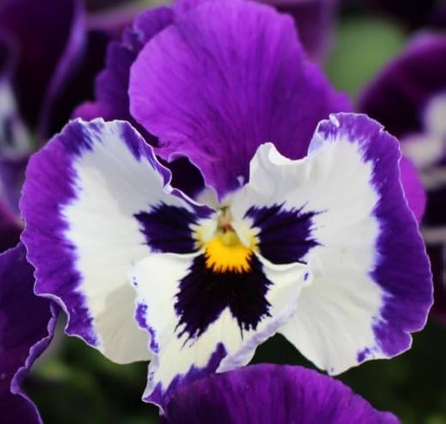 Viola Pansy Krasnyye Kryla Seeds – Striking Red - Winged Blooms for Cool Seasons - Dharaseeds