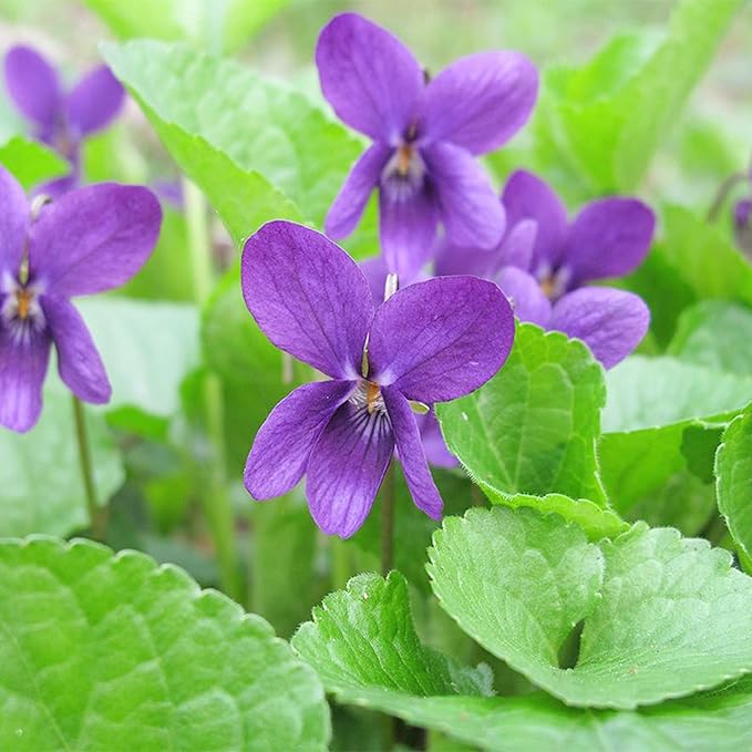 Viola Queen Charlotte Flower Seeds – Soft Lavender - Purple Blooms with a Royal Touch - Dharaseeds