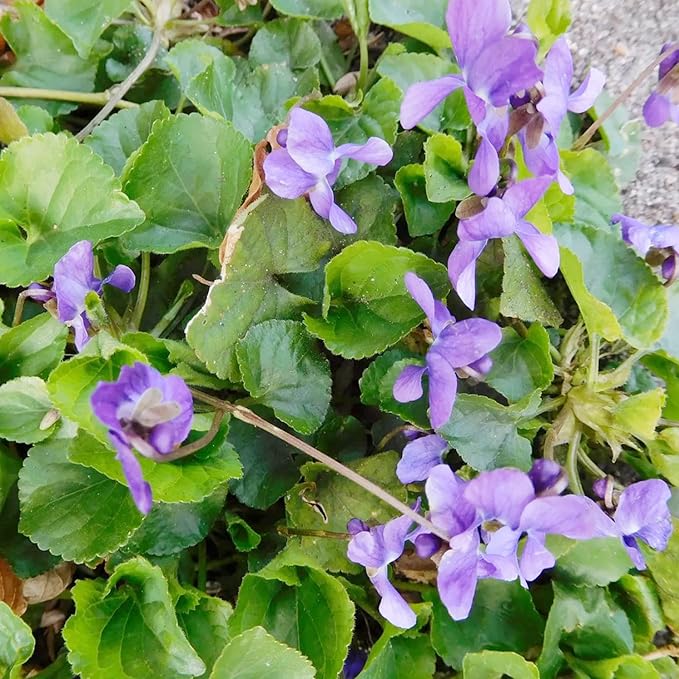 Viola Queen Charlotte Flower Seeds – Soft Lavender - Purple Blooms with a Royal Touch - Dharaseeds