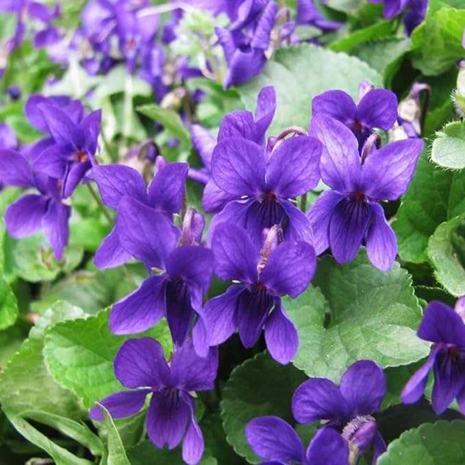 Viola Queen Charlotte Flower Seeds – Soft Lavender - Purple Blooms with a Royal Touch - Dharaseeds