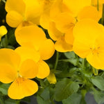 Viola Rebelina Trailing Golden Yellow Imported heirloom non-gmo organic garden seeds