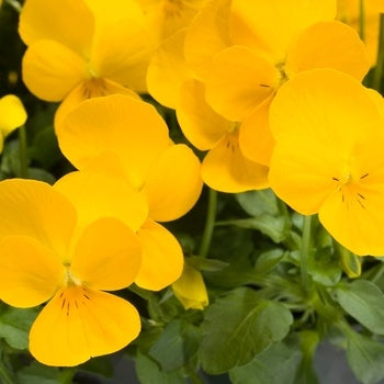 Viola Rebelina Trailing Golden Yellow Imported heirloom non-gmo organic garden seeds