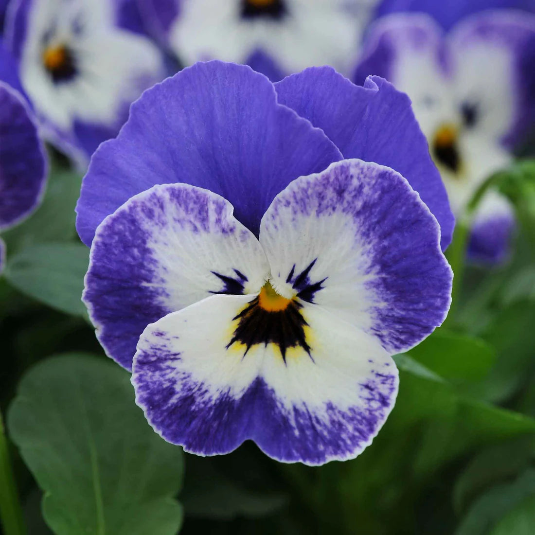 Viola Seeds - Sorbet XP Delft Blue