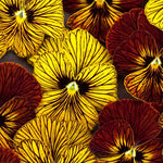 Viola Tiger Eye Imported heirloom non-gmo organic garden seeds