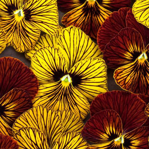 Viola Tiger Eye Imported heirloom non-gmo organic garden seeds