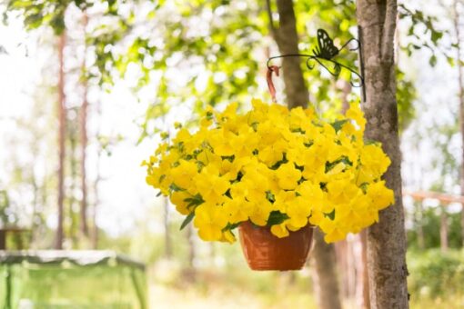 Viola Highflyer Yellow Imported heirloom non-gmo garden seeds