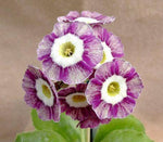 Violet Primula Seeds for Planting - 100 Pcs - Dharaseeds