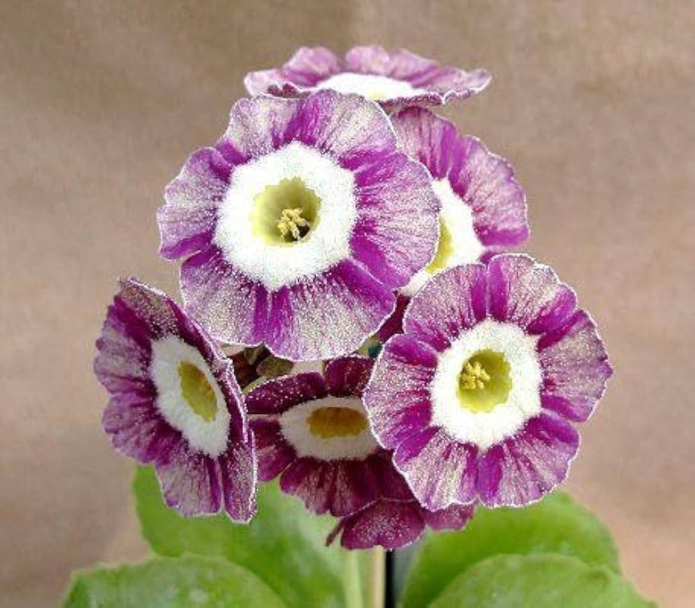 Violet Primula Seeds for Planting - 100 Pcs - Dharaseeds