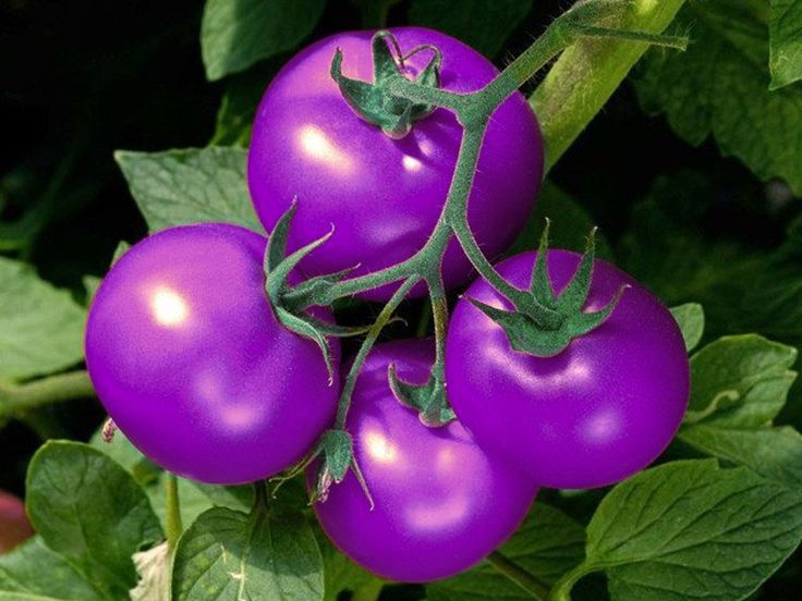 Violet Tomato Vegetable Seeds for Planting - 100 Pcs pcs - Dharaseeds