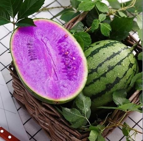 Violet watermelon seeds for planting unique heirloom watermelon variety