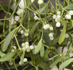 Viscum album seeds heirloom variety