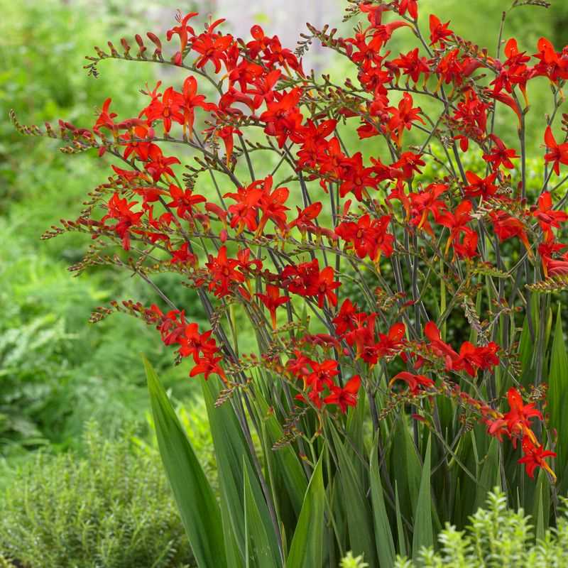 Crocosmia Lucifer Falling Stars Bulbs