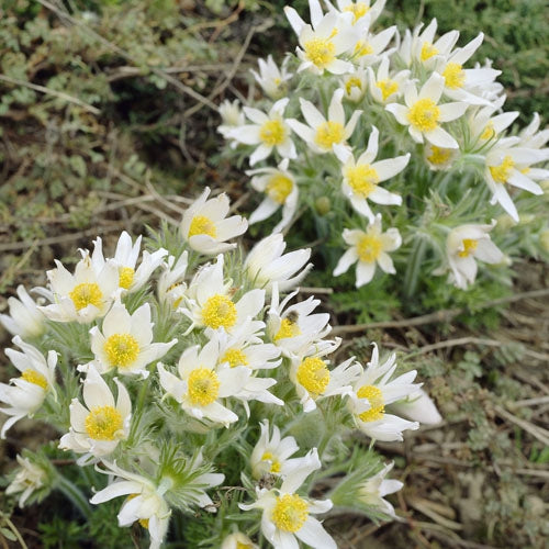 Anemone White Bloom Seeds