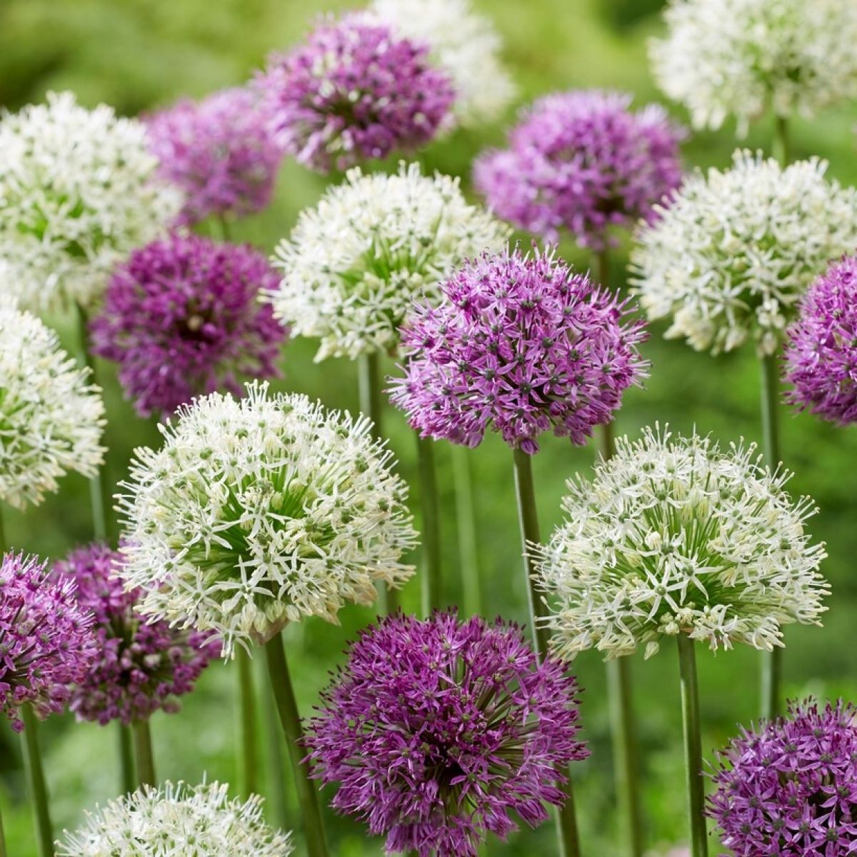 Allium Bulbs - Giant Mix