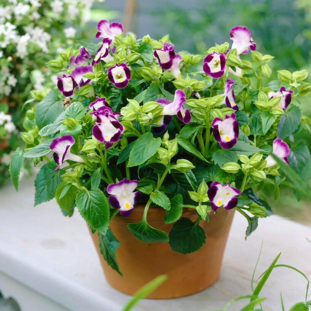 Torenia Flower Seeds for Planting Torenia fournieri for Flower Bed and Urban Garden