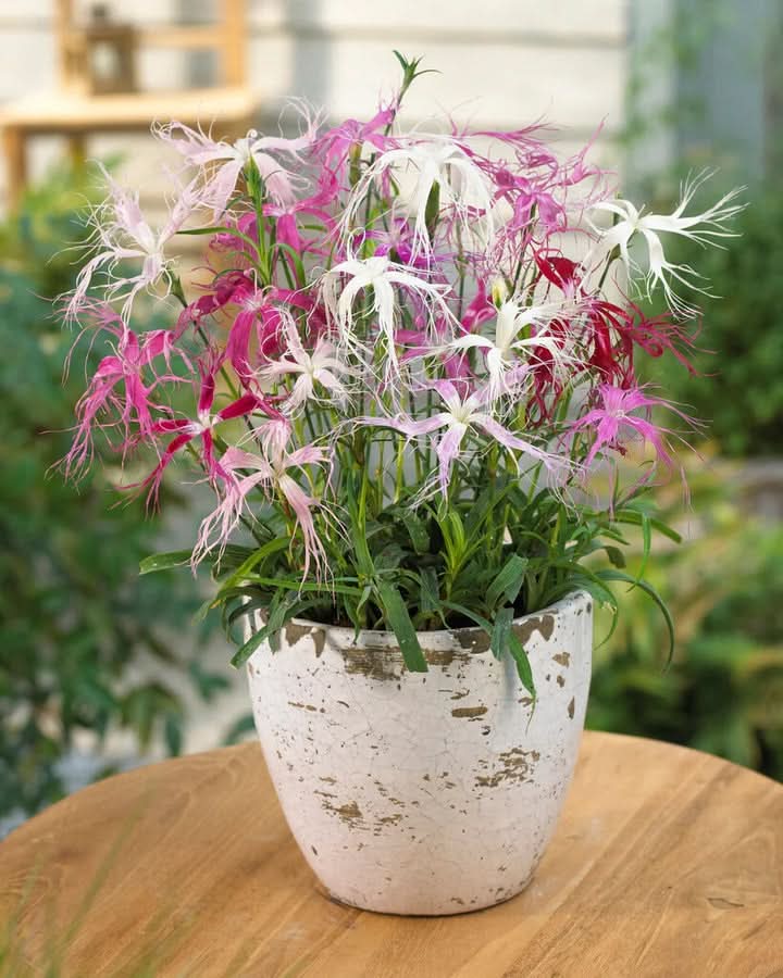 Dianthus Spooky Seeds – Non-GMO Flower Seeds for Planting