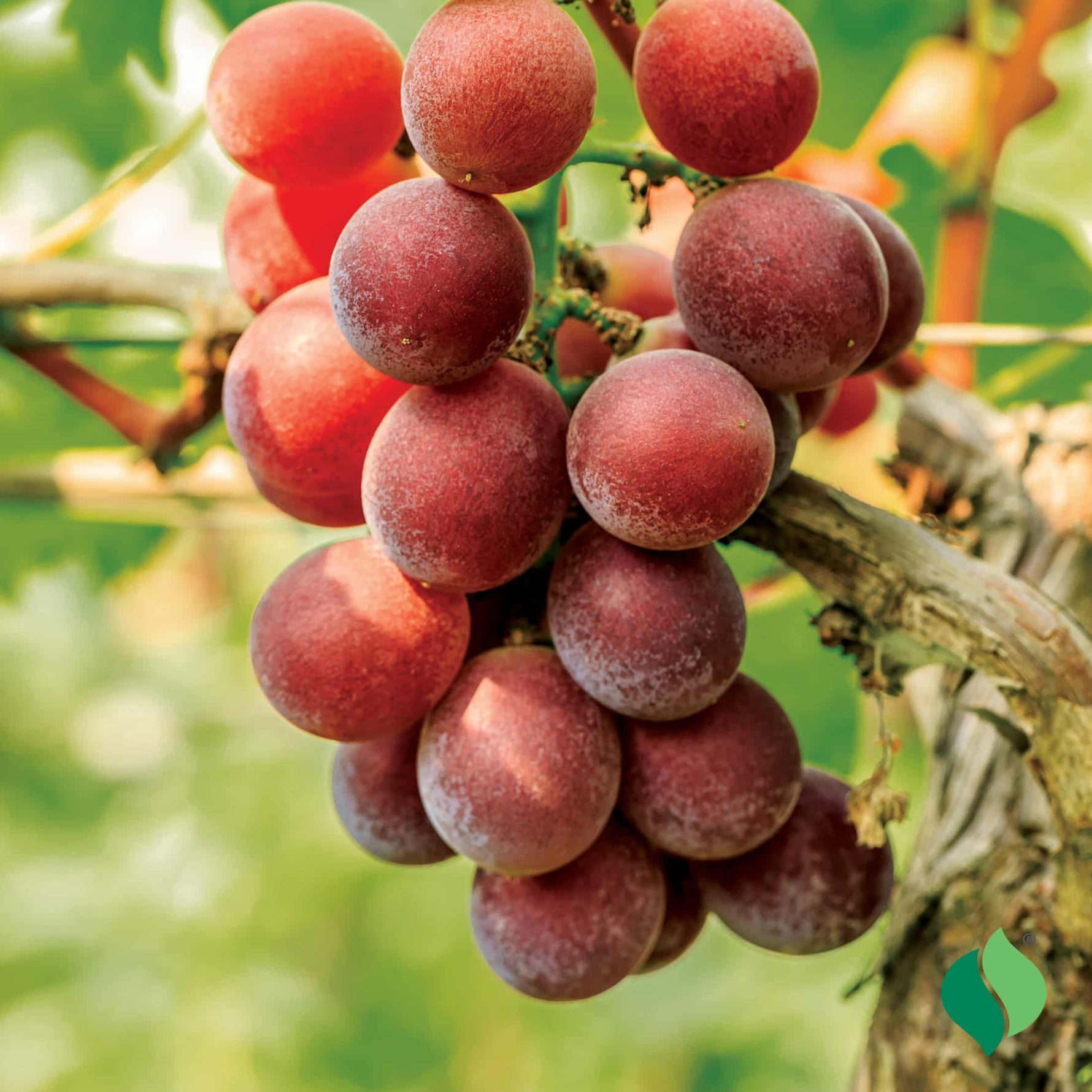 Vitis Labrusca vine grown from grape seeds with trellis support