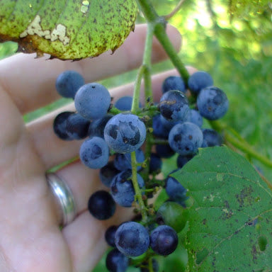 Vitis Riparia garden vine seeds for home garden