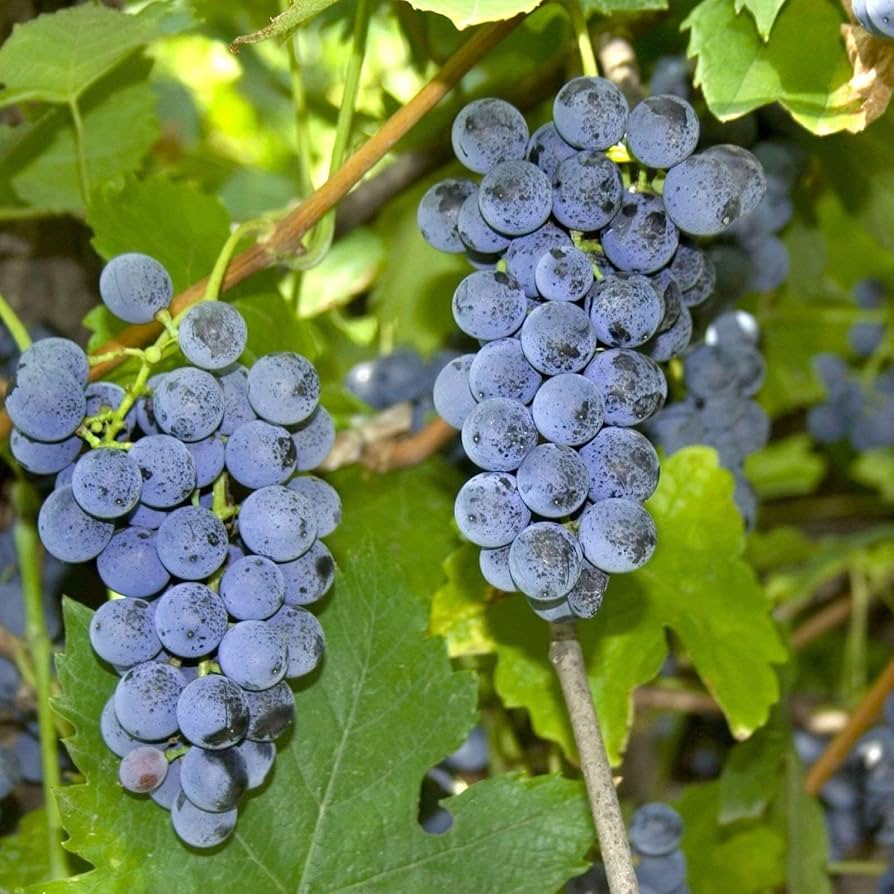 Vitis Riparia grape seeds for planting climbing vine garden