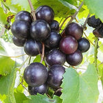 Vitis rotundifolia seed close up premium garden seeds
