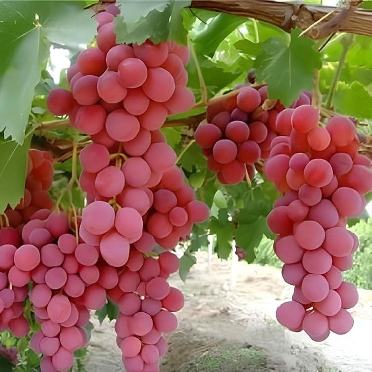 Vitis Vinifera grape seeds for home gardening
