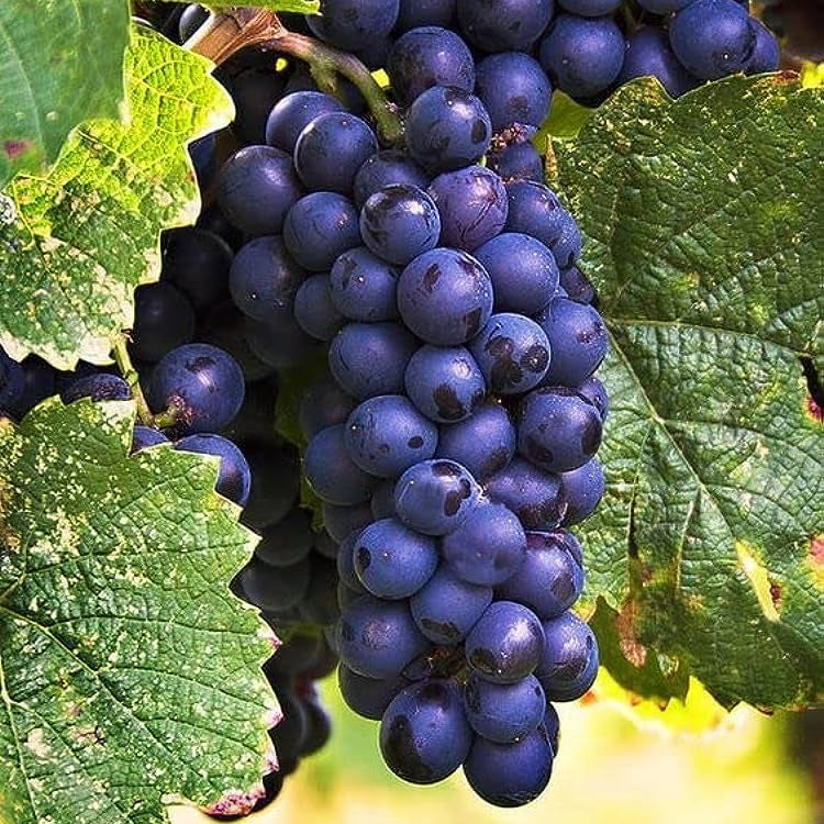 Non-GMO Vitis vinifera grape seeds for backyard gardening