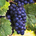 Non-GMO Vitis vinifera grape seeds for backyard gardening