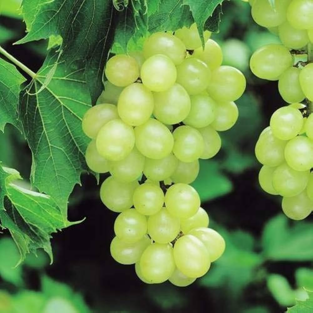 Vitis vinifera grapevine growing in backyard home garden