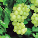 Vitis vinifera grapevine growing in backyard home garden