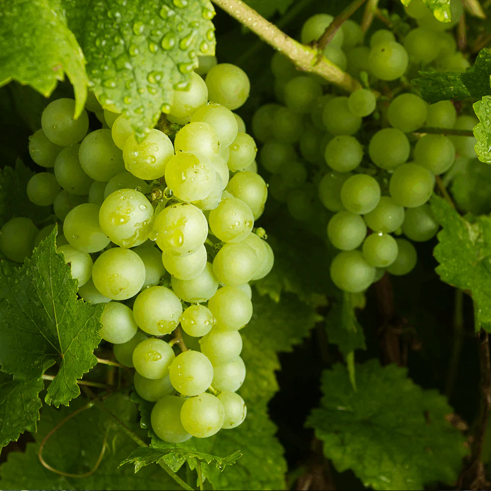 Vitis vinifera green grape seeds high germination for home vineyards