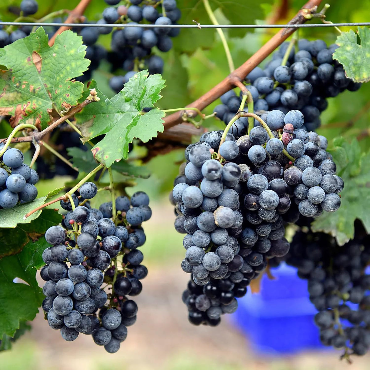 Vitis vinifera seeds for growing grape vines