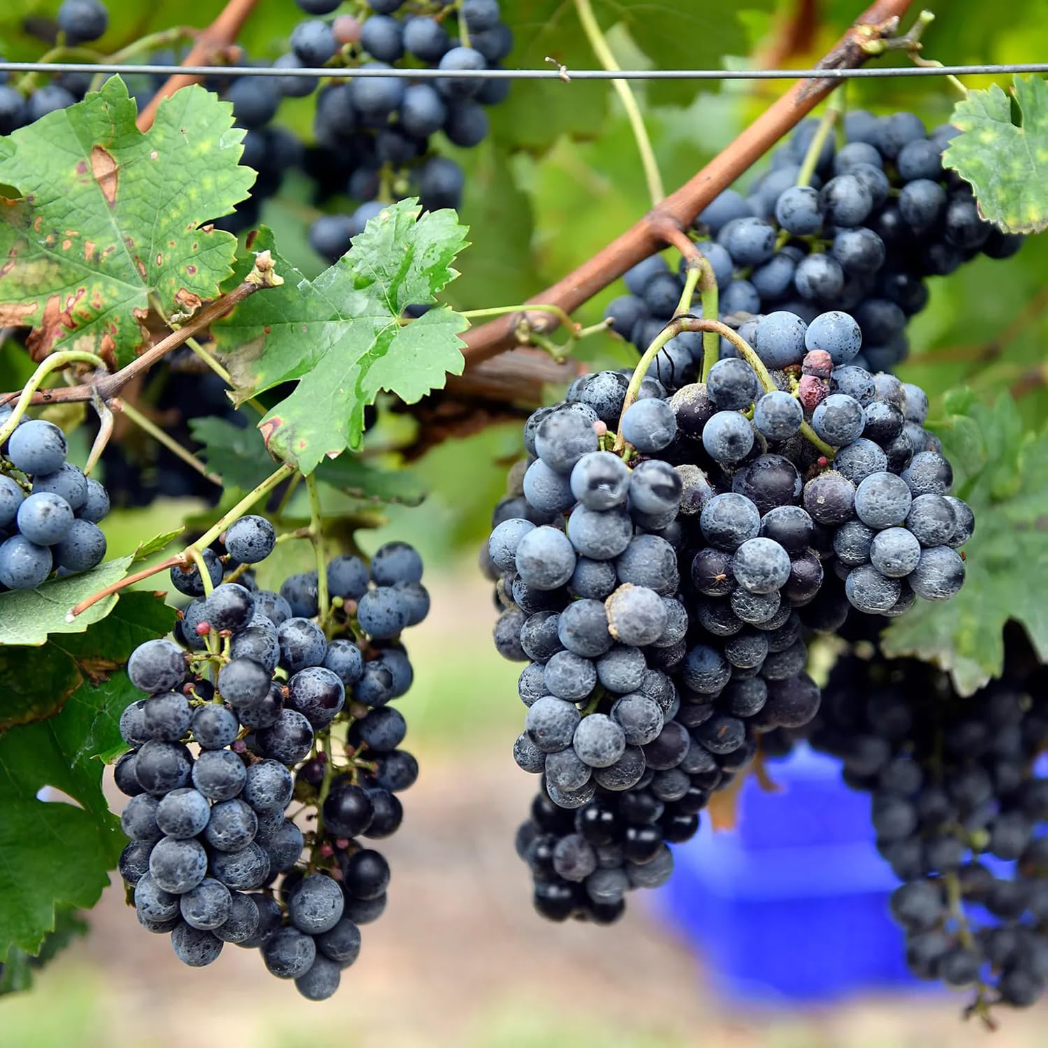 Vitis vinifera seeds for growing grape vines