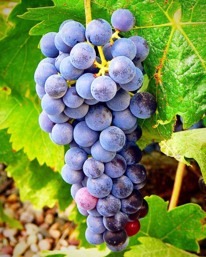 Usakhelauri Grape (Vitis vinifera) – A Rare Georgian Grape with Sweet, Aromatic Flavor