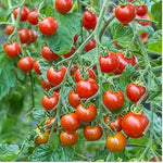Vladimir Vysotskiy Tomato Seeds – Heirloom Russian Variety with Rich Flavor - Dharaseeds