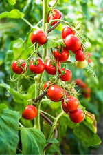Vladimir Vysotskiy Tomato Seeds – Heirloom Russian Variety with Rich Flavor - Dharaseeds