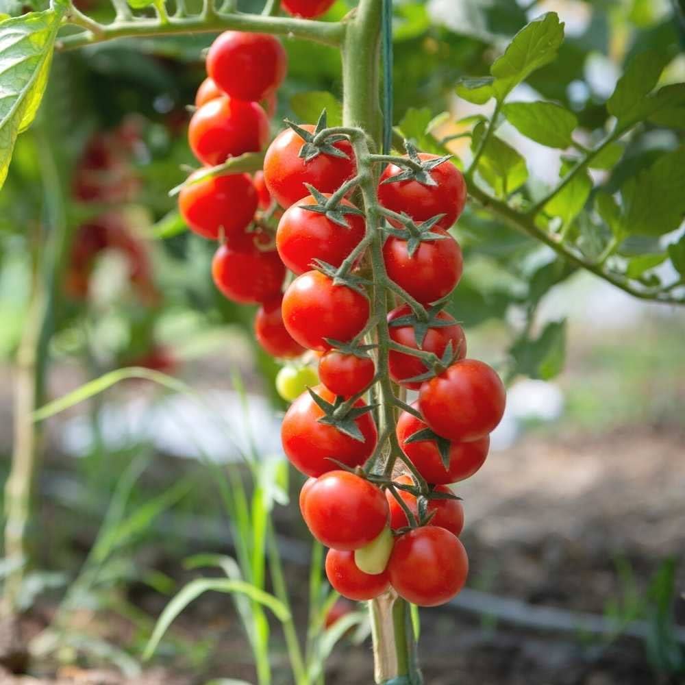 Vladimir Vysotskiy Tomato Seeds – Heirloom Russian Variety with Rich Flavor - Dharaseeds