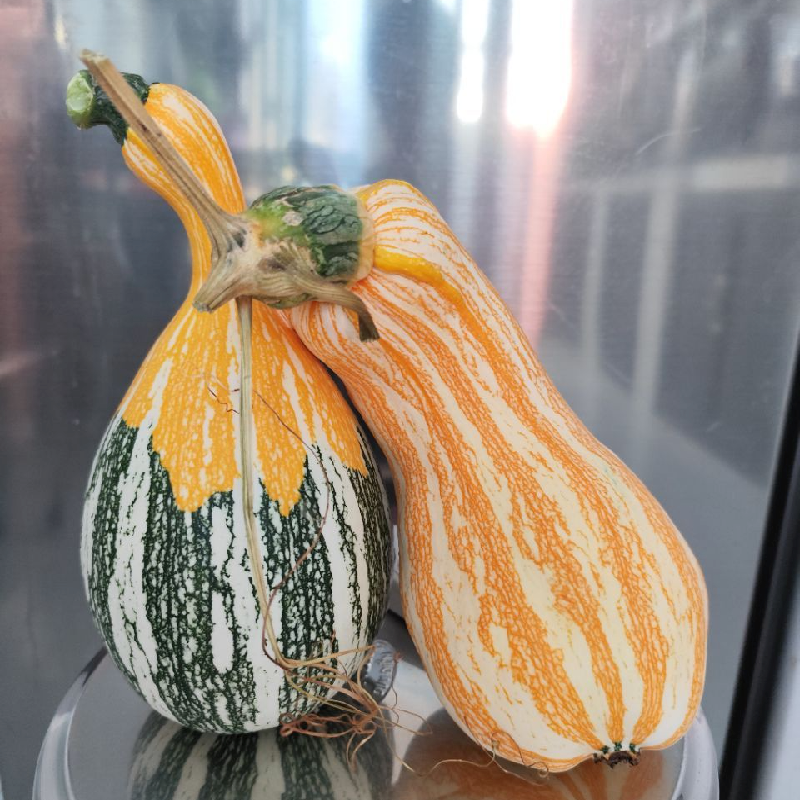 Tricolor Cushaw Pumpkin Squash Seeds Genuine – Heirloom, Non-GMO, High Germination Organic Garden Seeds