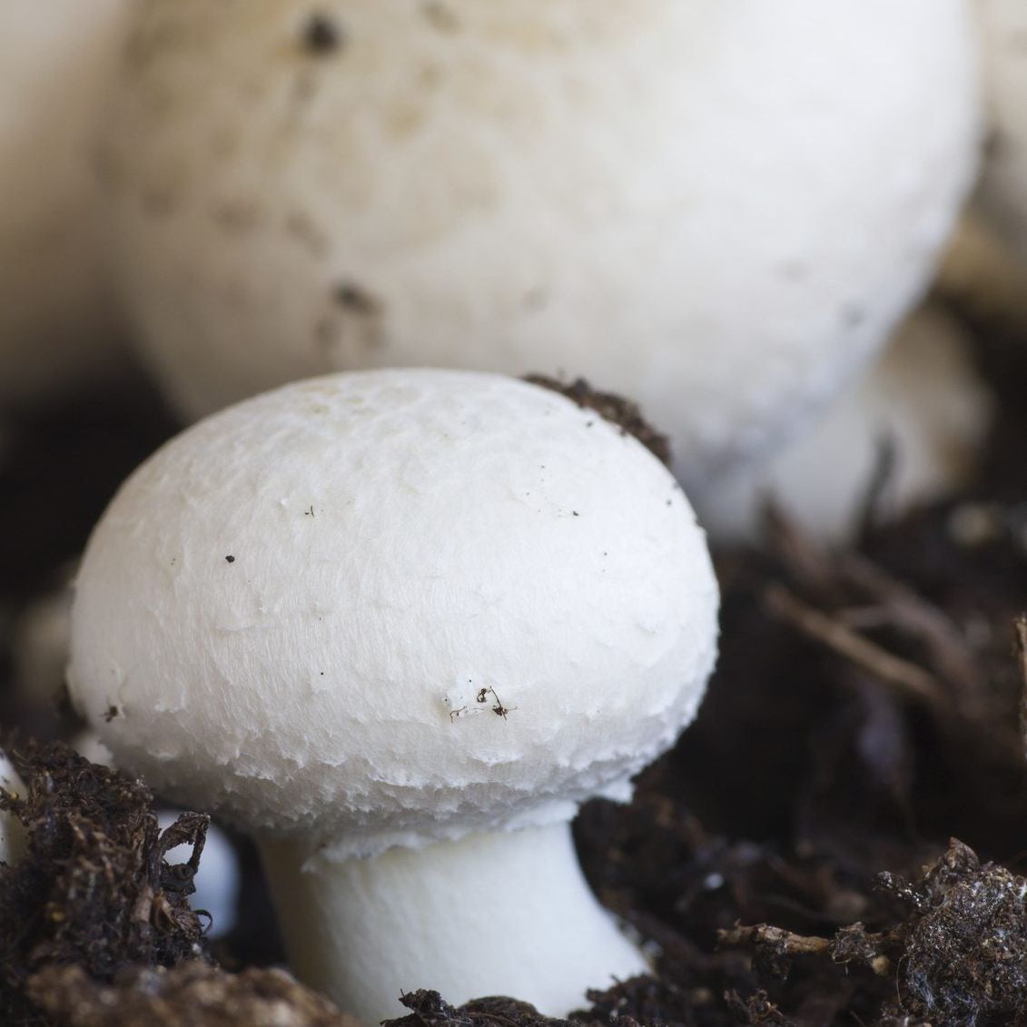 Mushroom Seeds for Planting Agaricus Bisporus kitchen garden edible bed