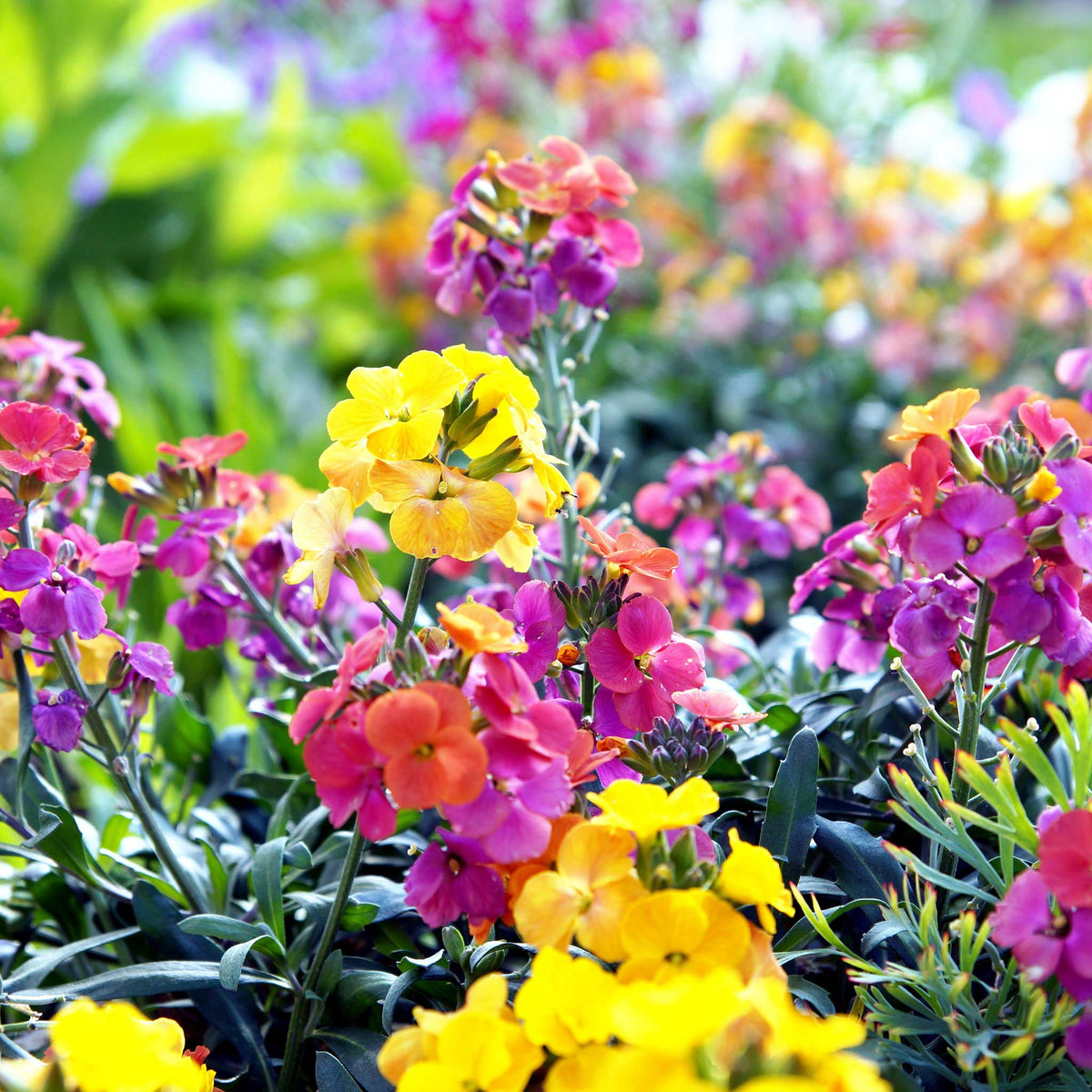 Wallflower Erysimum cheiri English Flowering Seeds For Planting in home garden borders or containers