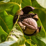 Young walnut bonsai tree for home garden decor