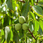Non GMO walnut tree seeds for outdoor planting