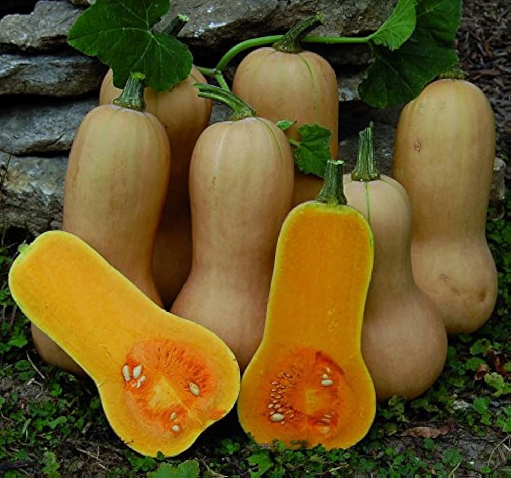 Waltham Butternut Squash Seeds – Classic Winter Squash with Sweet Orange Flesh - Dharaseeds